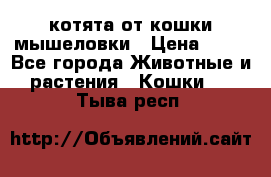 котята от кошки мышеловки › Цена ­ 10 - Все города Животные и растения » Кошки   . Тыва респ.